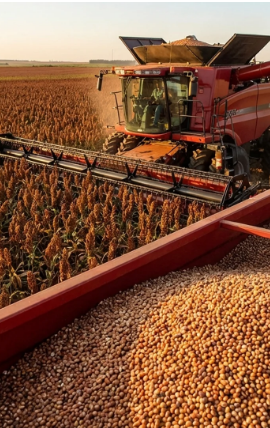 Sorgo